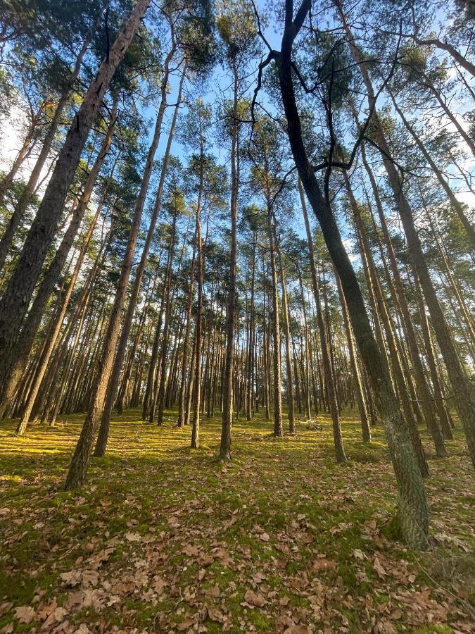 Park Rekreacyjno-Biznesowy Las Woda Wilga Eksteriør billede
